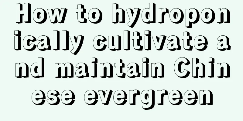 How to hydroponically cultivate and maintain Chinese evergreen