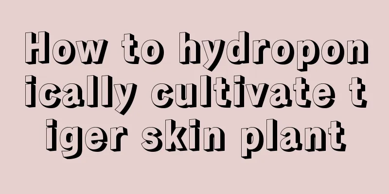 How to hydroponically cultivate tiger skin plant