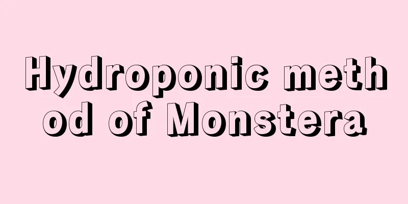 Hydroponic method of Monstera