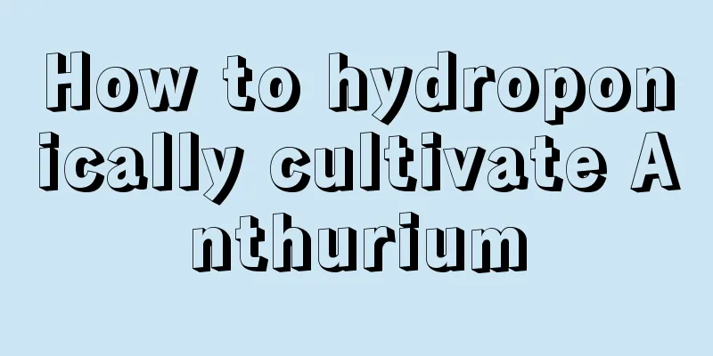 How to hydroponically cultivate Anthurium