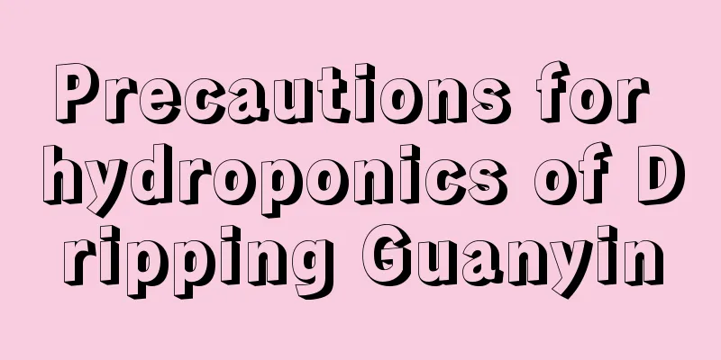 Precautions for hydroponics of Dripping Guanyin