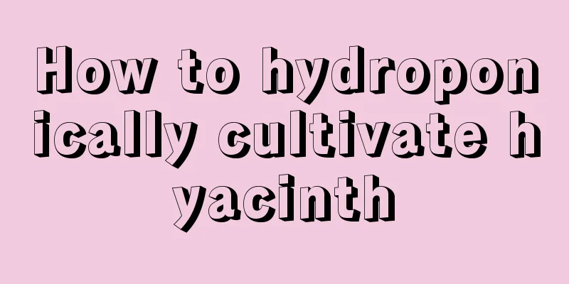 How to hydroponically cultivate hyacinth