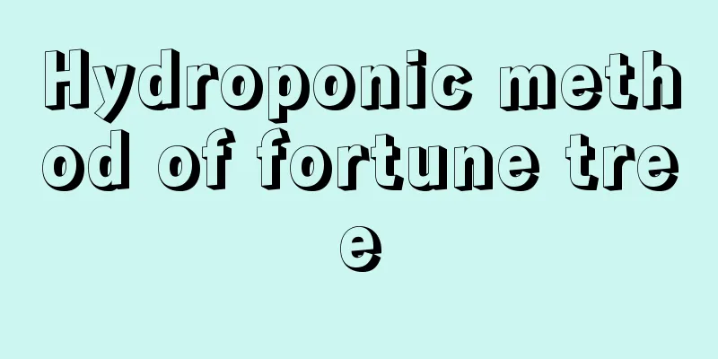 Hydroponic method of fortune tree