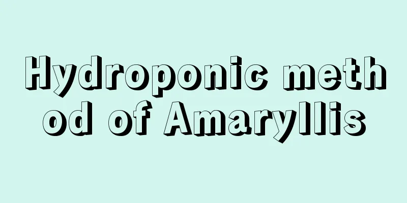 Hydroponic method of Amaryllis