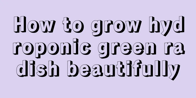 How to grow hydroponic green radish beautifully