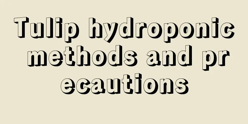 Tulip hydroponic methods and precautions