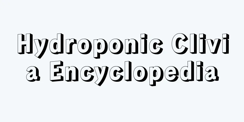 Hydroponic Clivia Encyclopedia