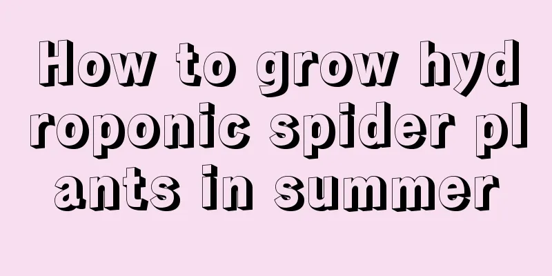 How to grow hydroponic spider plants in summer