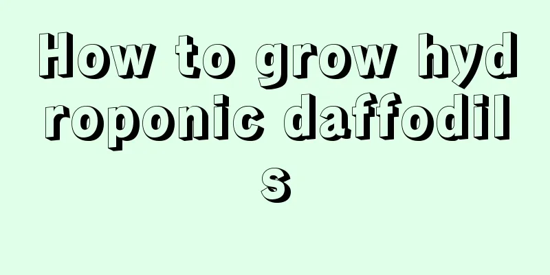 How to grow hydroponic daffodils