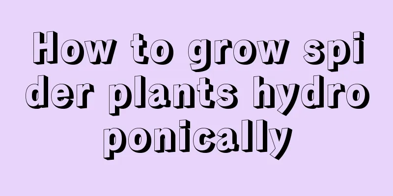 How to grow spider plants hydroponically