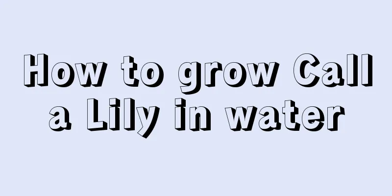 How to grow Calla Lily in water