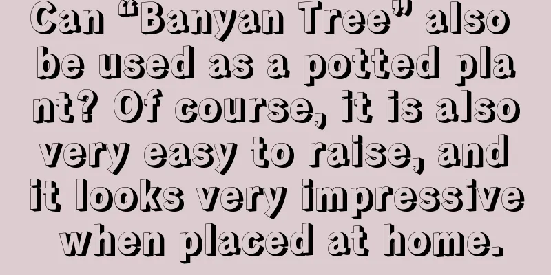 Can “Banyan Tree” also be used as a potted plant? Of course, it is also very easy to raise, and it looks very impressive when placed at home.