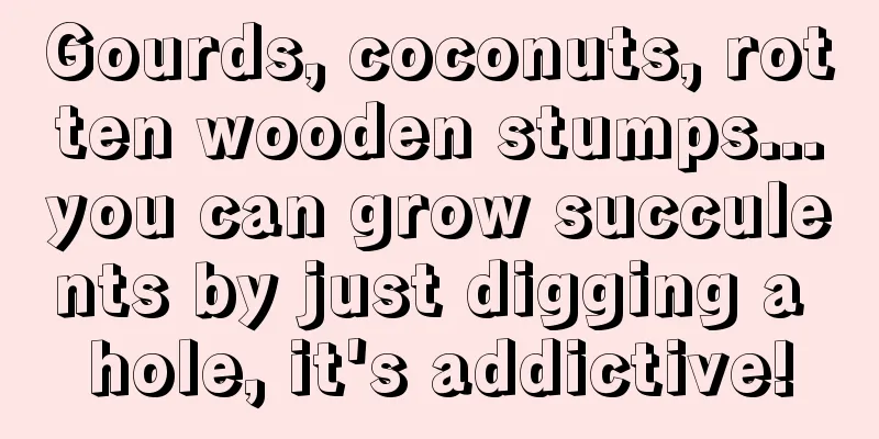 Gourds, coconuts, rotten wooden stumps...you can grow succulents by just digging a hole, it's addictive!