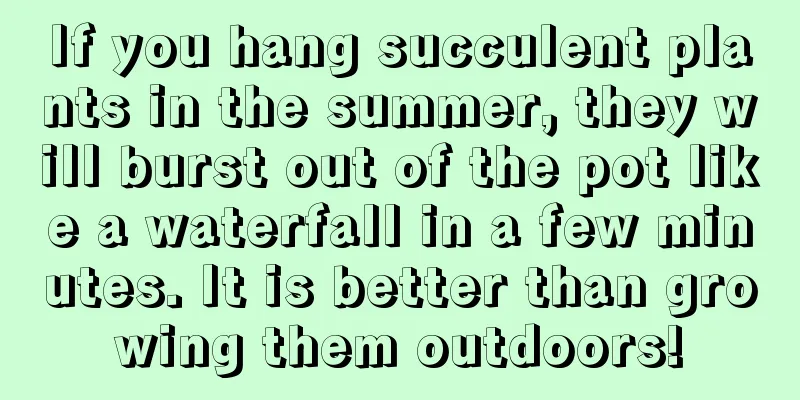 If you hang succulent plants in the summer, they will burst out of the pot like a waterfall in a few minutes. It is better than growing them outdoors!