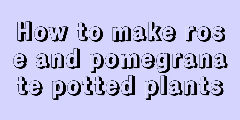 How to make rose and pomegranate potted plants