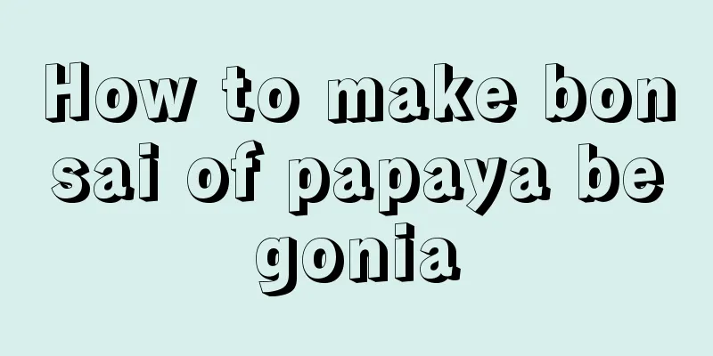 How to make bonsai of papaya begonia