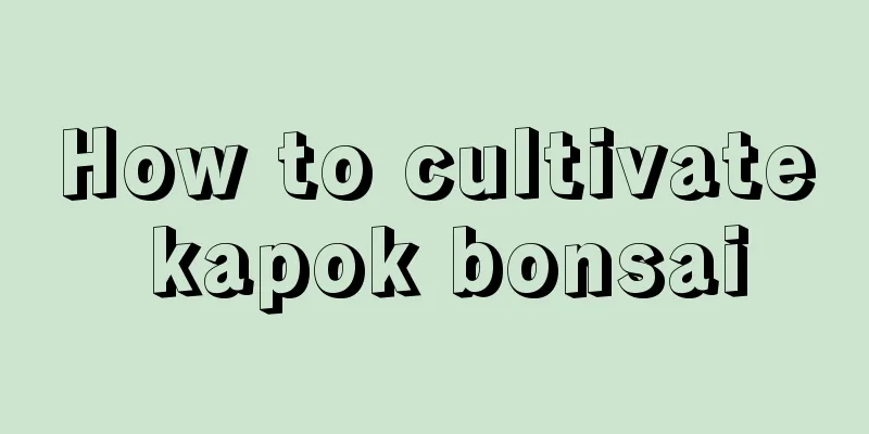 How to cultivate kapok bonsai