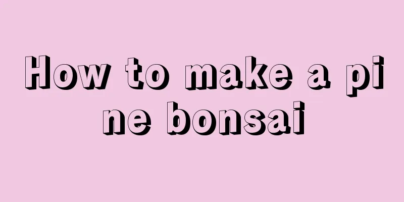 How to make a pine bonsai