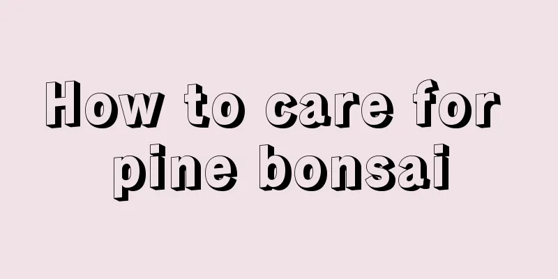 How to care for pine bonsai