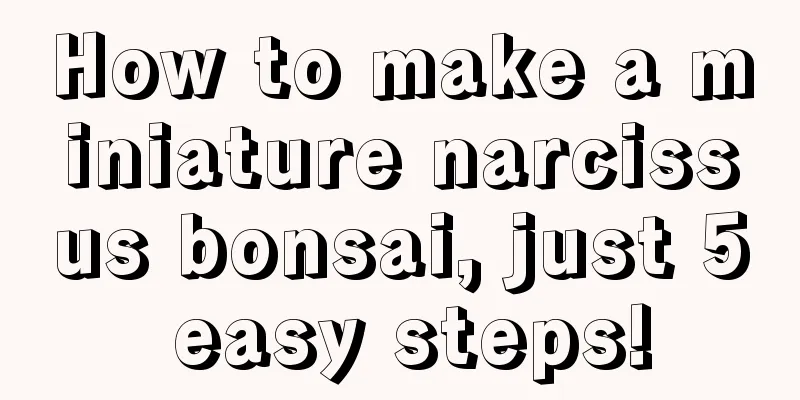 How to make a miniature narcissus bonsai, just 5 easy steps!