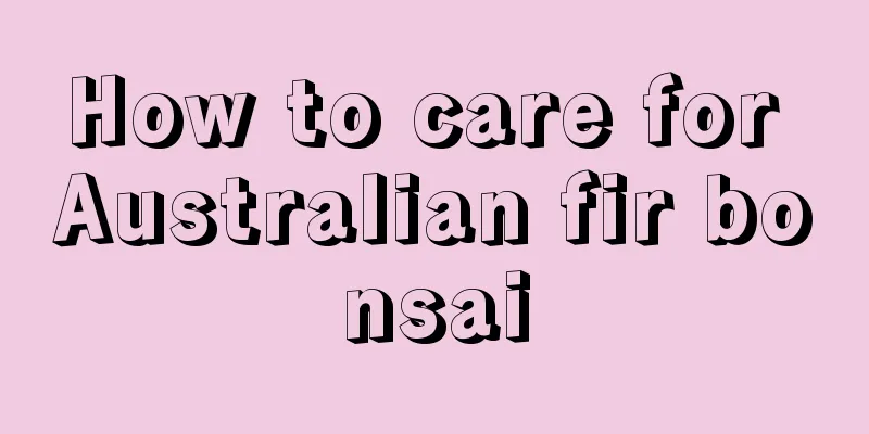 How to care for Australian fir bonsai