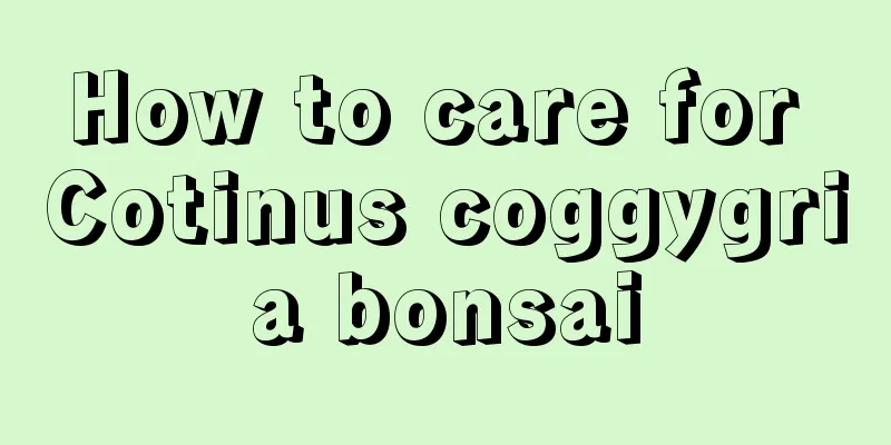 How to care for Cotinus coggygria bonsai