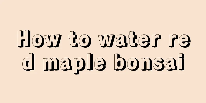 How to water red maple bonsai