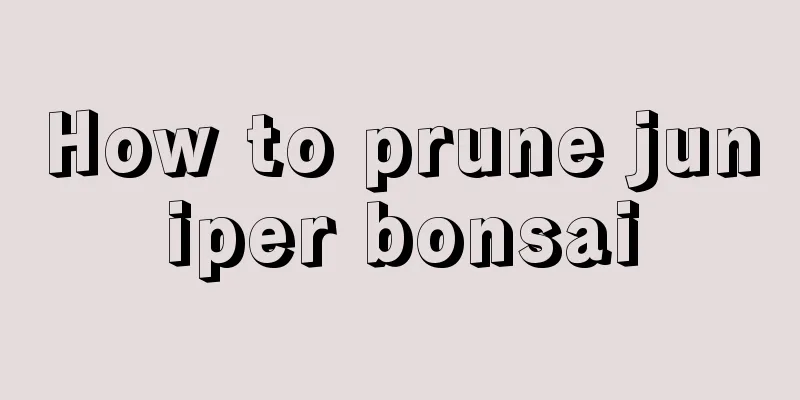 How to prune juniper bonsai