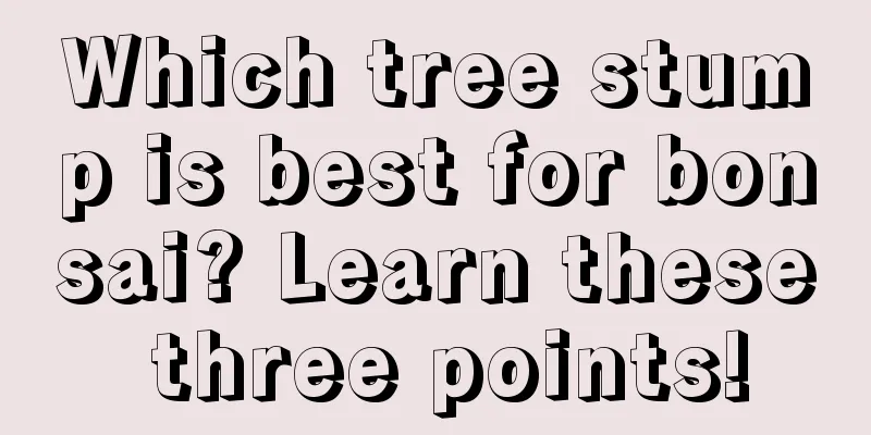 Which tree stump is best for bonsai? Learn these three points!