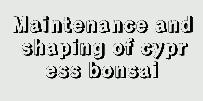 Maintenance and shaping of cypress bonsai