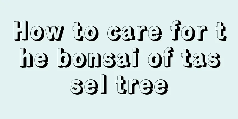 How to care for the bonsai of tassel tree