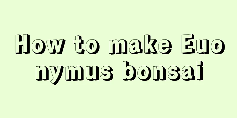 How to make Euonymus bonsai