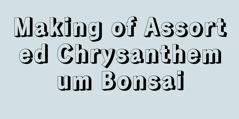 Making of Assorted Chrysanthemum Bonsai