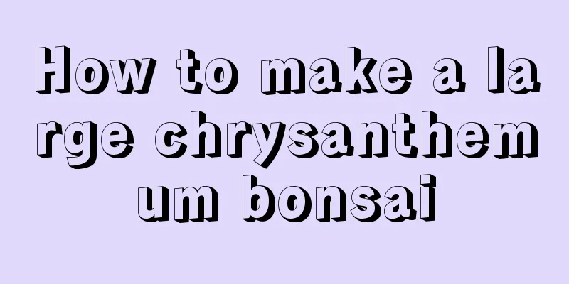 How to make a large chrysanthemum bonsai