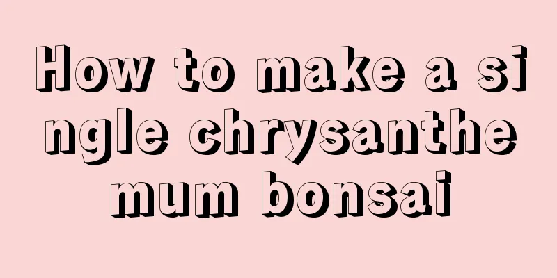 How to make a single chrysanthemum bonsai