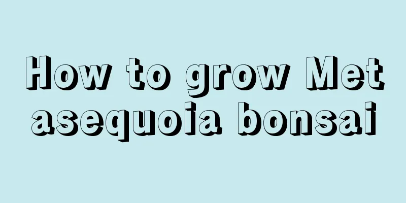 How to grow Metasequoia bonsai