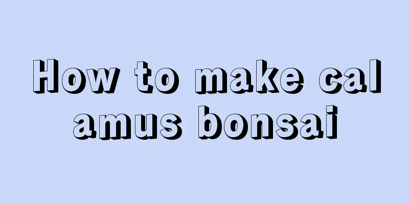 How to make calamus bonsai