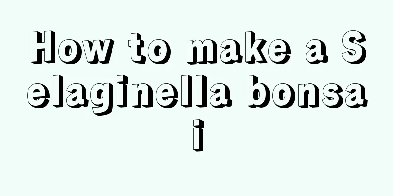 How to make a Selaginella bonsai