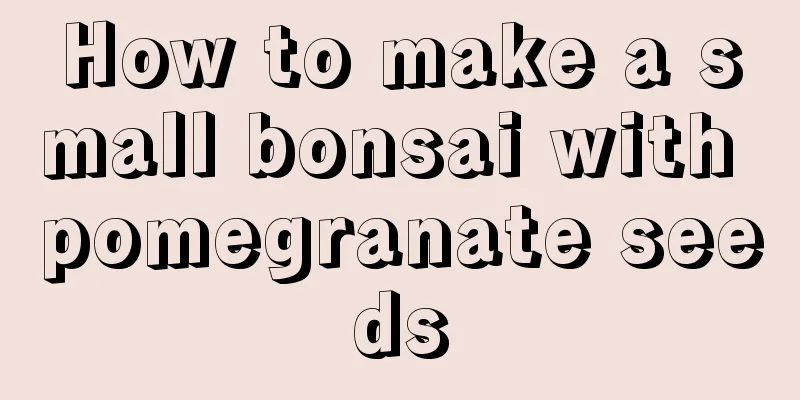 How to make a small bonsai with pomegranate seeds