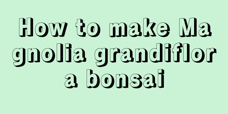 How to make Magnolia grandiflora bonsai