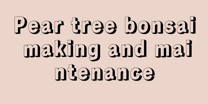 Pear tree bonsai making and maintenance