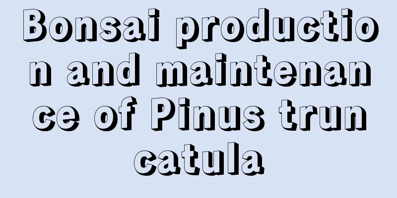 Bonsai production and maintenance of Pinus truncatula