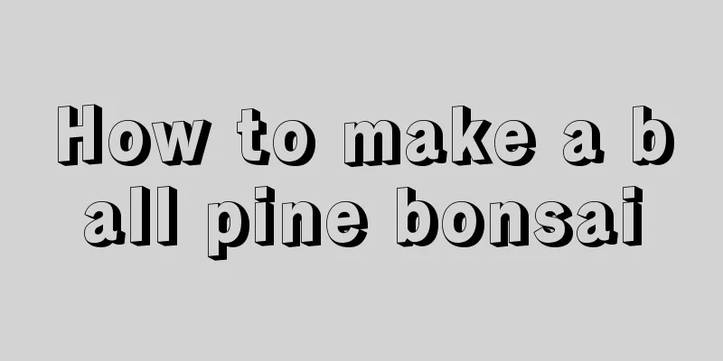 How to make a ball pine bonsai