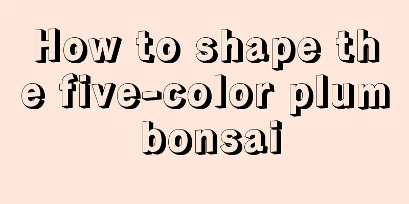 How to shape the five-color plum bonsai