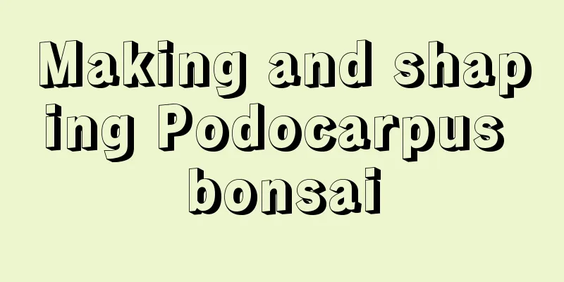 Making and shaping Podocarpus bonsai