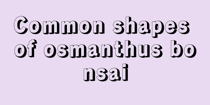 Common shapes of osmanthus bonsai