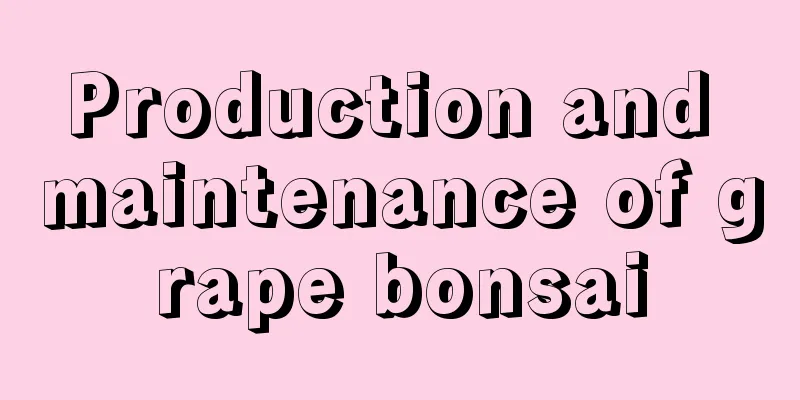 Production and maintenance of grape bonsai