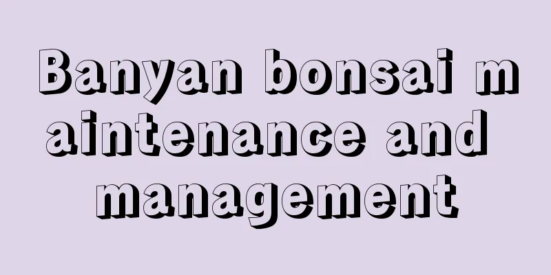 Banyan bonsai maintenance and management