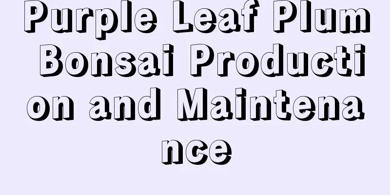 Purple Leaf Plum Bonsai Production and Maintenance