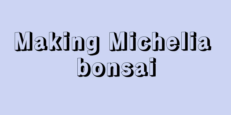 Making Michelia bonsai